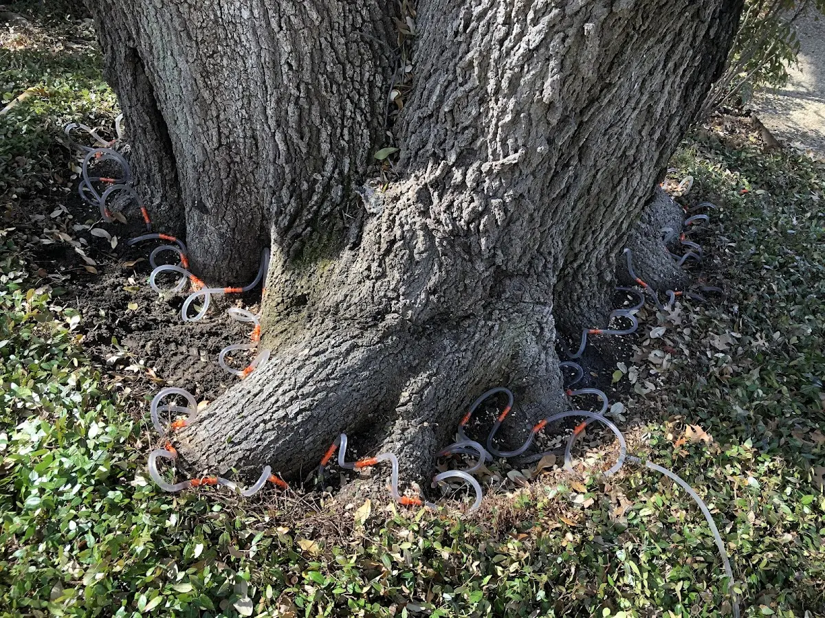 Detailed Tree Cabling and Bracing job site in Mulino