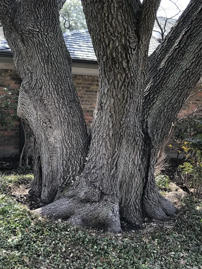 Mature heritage tree close to a Mulino property cared for by certified arborists